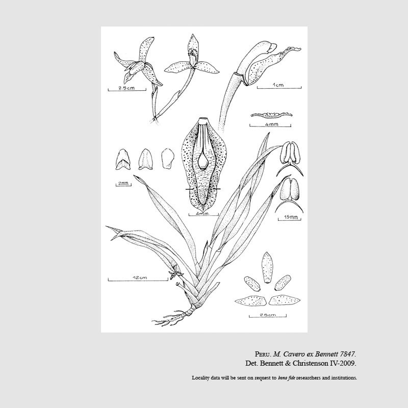 Maxillaria foetida
